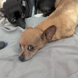 Photo of Colita, adoptable Chihuahua in Overland Park, Kansas