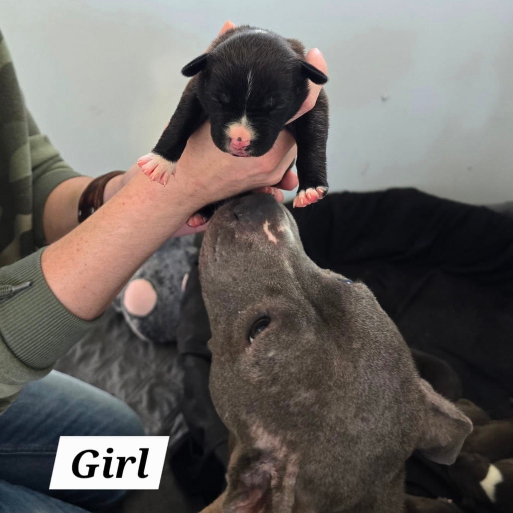 Photo of Aragorn, adoptable Mixed Breed (Medium) in Hinesville, Georgia