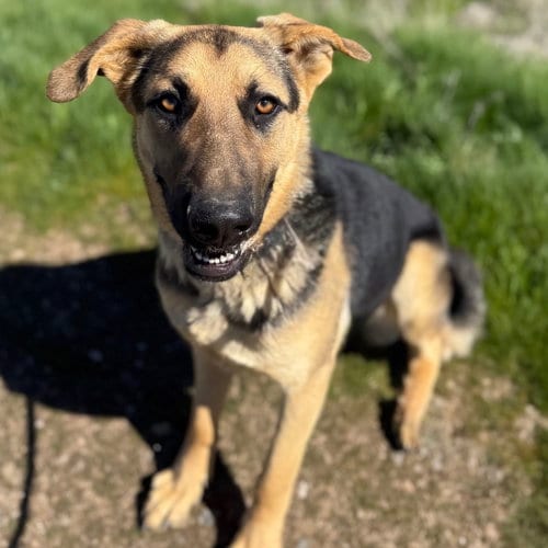 Photo of Micah, adoptable German Shepherd Dog in Yreka, California