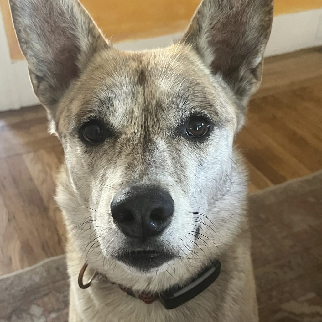 Photo of Atlantis, adoptable Mixed Breed (Medium) in San Francisco, California