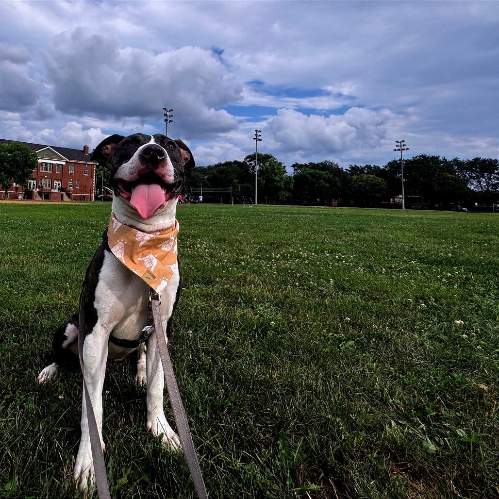 Photo of Lola, adoptable Terrier, Pit Bull / Mixed Breed (Medium) in Chicago, Illinois