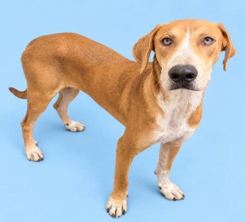 Photo of Donnie, adoptable English Coonhound in HESPERIA, California