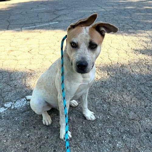 Photo of Swayze, adoptable Australian Cattle Dog/Blue Heeler in Long Beach, California
