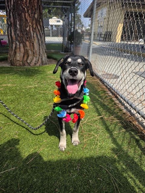 Photo of Carary, adoptable Labrador Retriever in Downey, California