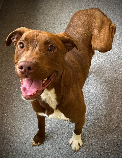 Photo of Lil' Bit, adoptable Terrier in Low Moor, Virginia