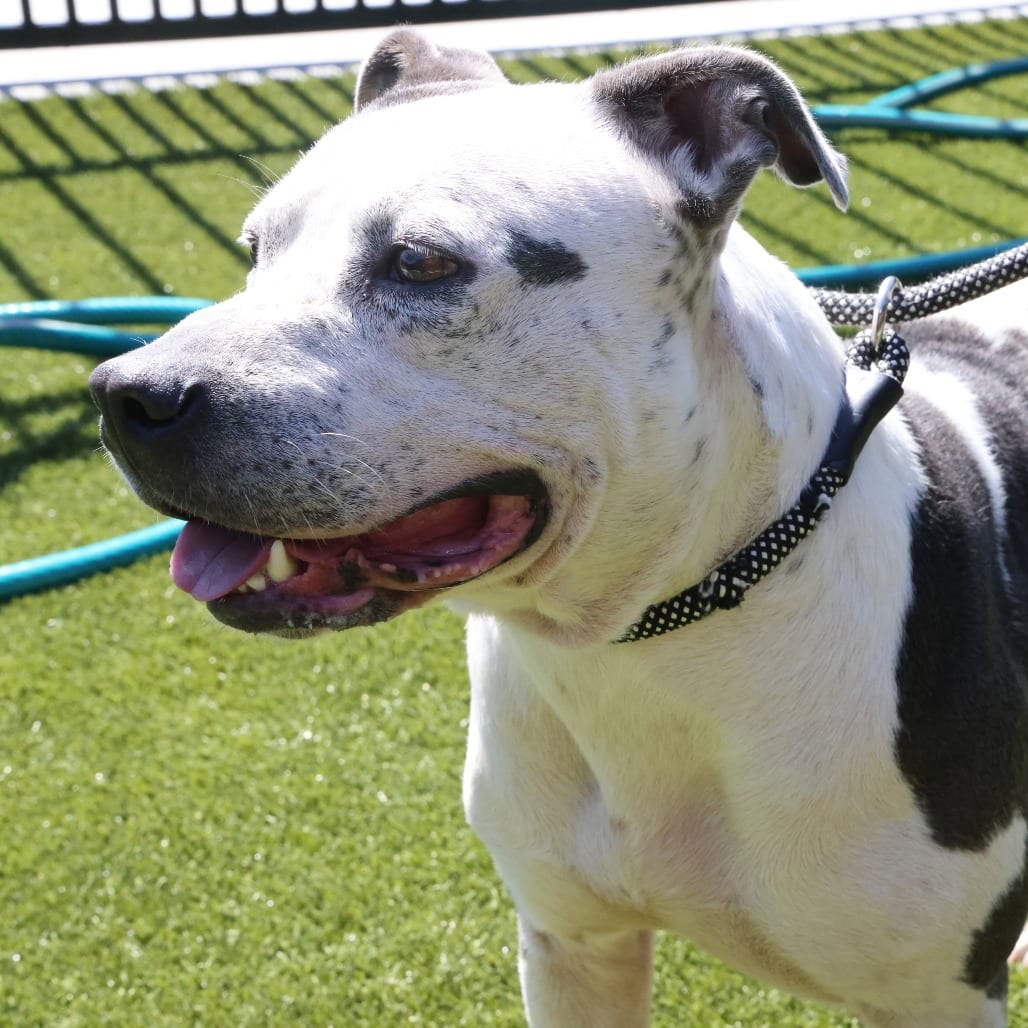 Photo of Cow, adoptable Terrier, American Staffordshire in Spartanburg, South Carolina