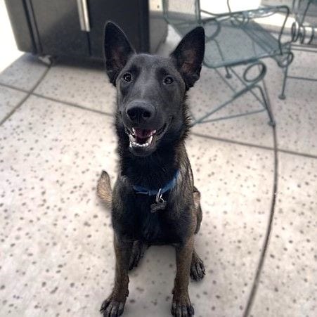 Photo of Theo, adoptable Belgian Shepherd Malinois in Sacramento, California