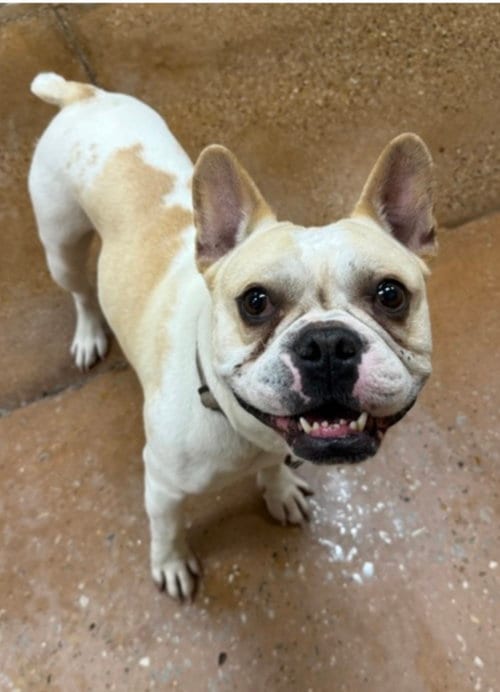 Photo of Moto, adoptable French Bulldog in Plano, Texas