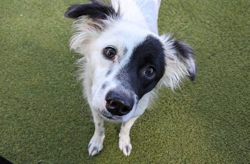 Photo of Flicker, adoptable Border Collie in Phoenix, Arizona