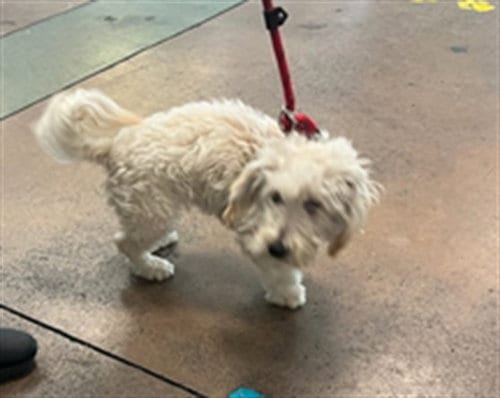 Photo of Bonita, adoptable Cocker Spaniel in Van Nuys, California