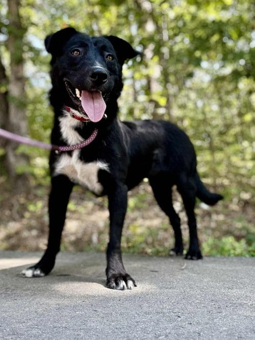 Photo of Frank, adoptable Australian Cattle Dog/Blue Heeler in Waverly, Tennessee