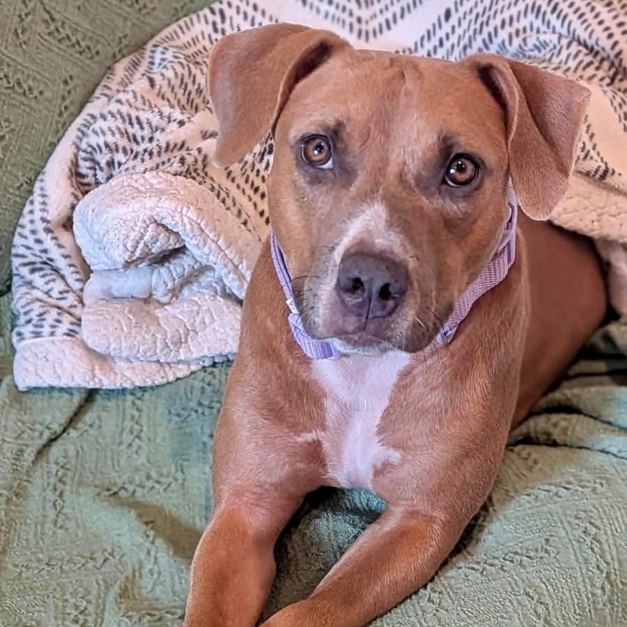 Photo of Etta, adoptable Terrier, American Staffordshire / Mixed Breed (Medium) in Whitestone, New York