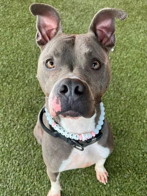 Photo of Chapel, adoptable American Bulldog in Miami, Florida