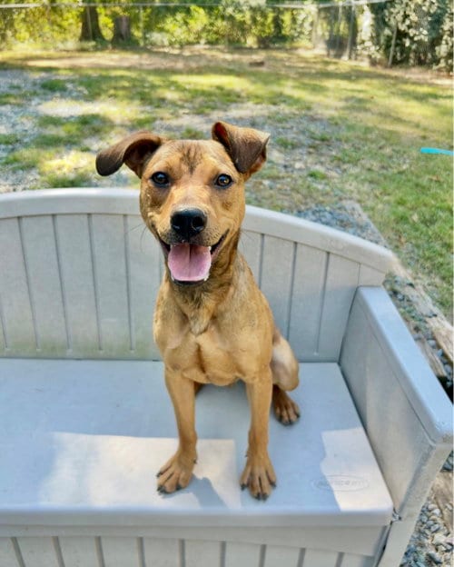 Photo of Teddy Graham, adoptable Bulldog in Sanford, North Carolina
