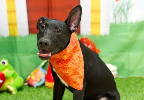 Photo of Bulgari, adoptable German Shepherd Dog in South Lake Tahoe, California