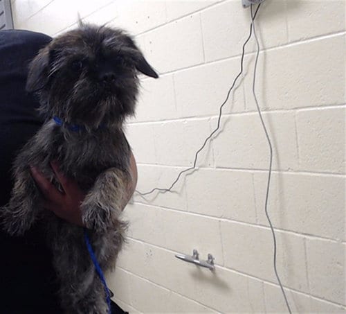 Photo of Trolli, adoptable Brussels Griffon in Denver, Colorado