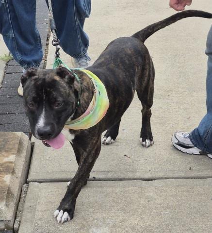 Photo of Lasso, adoptable Pit Bull Terrier in Decatur, Illinois