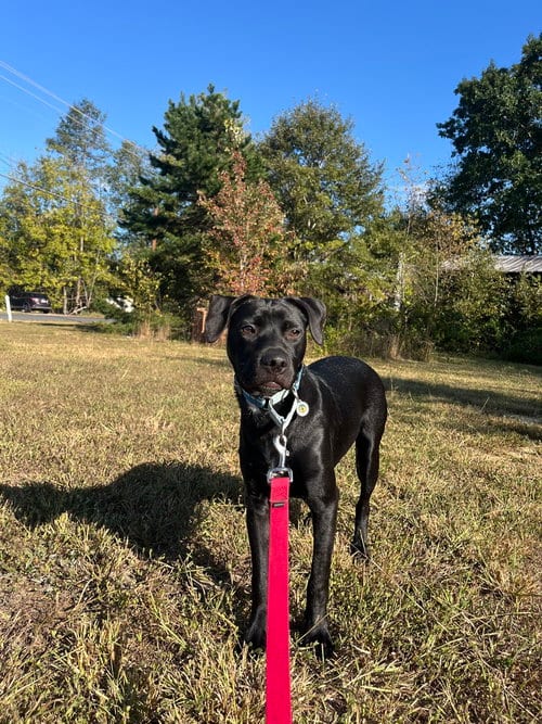 Photo of Chex, adoptable Terrier in Candler, North Carolina