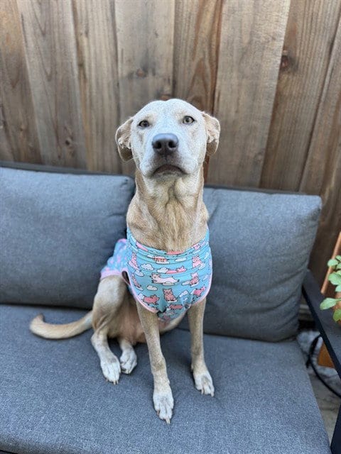 Photo of Tati, adoptable Pit Bull Terrier in San Jose, California