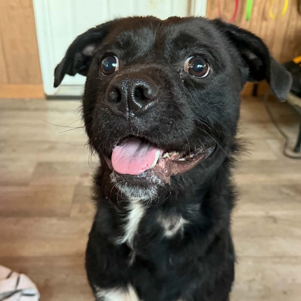 Photo of Pickles, adoptable Mixed Breed (Medium) in DeKalb, Illinois