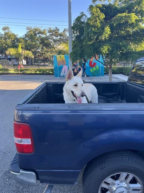 Photo of Sergeant, adoptable German Shepherd Dog in Palmetto, Florida