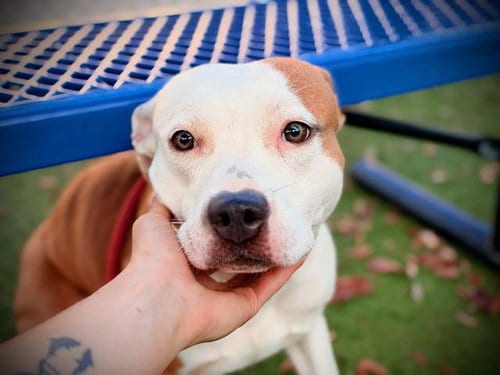 Photo of Snuggles, adoptable Pit Bull Terrier in Orlando, Florida