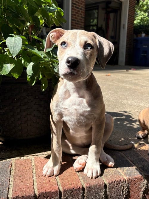 Photo of Daisy, adoptable Boxer in Mooresville, North Carolina