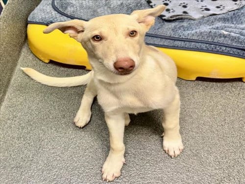 Photo of Kiwi, adoptable German Shepherd Dog in Houston, Texas