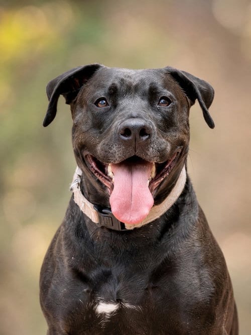 Photo of Radar - Adopt Me, adoptable American Staffordshire Terrier in Lake Forest, California