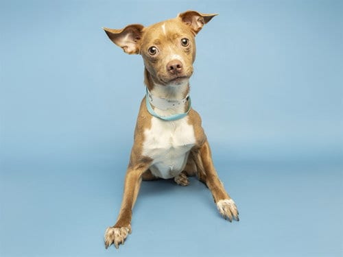 Photo of Tony, adoptable Chihuahua in Phoenix, Arizona