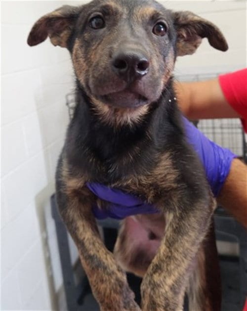 Photo of Gaston, adoptable Belgian Shepherd Malinois in San Bernardino, California