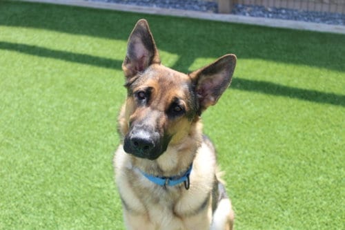 Photo of Indy, adoptable German Shepherd Dog in Chestertown, Maryland