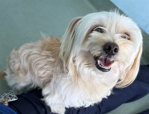 Photo of Valentino, adoptable Terrier in Baldwin Park, California