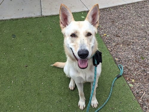 Photo of Fiona, adoptable Husky in Phoenix, Arizona