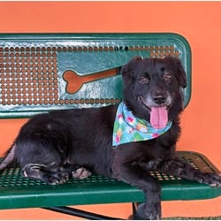 Photo of Maggypie, adoptable Flat-Coated Retriever in Doral, Florida