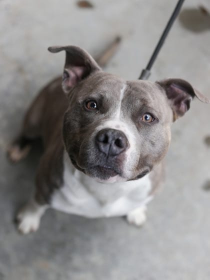 Photo of Ebenezer, adoptable dog in Chamblee, Georgia