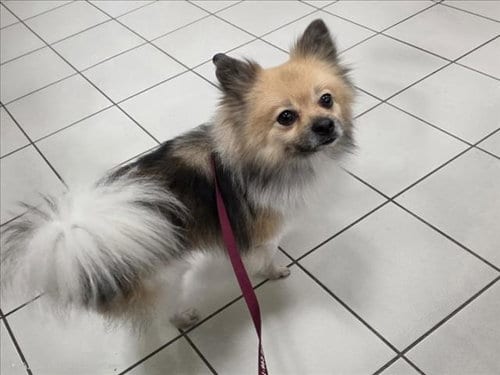 Photo of Pico, adoptable Pomeranian in Derwood, Maryland