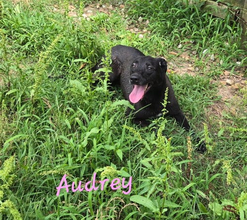 Photo of Audrey, adoptable Black Labrador Retriever in Jackson, Mississippi