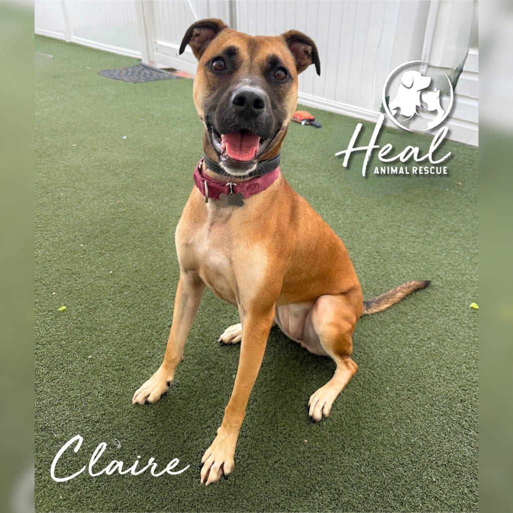 Photo of Claire, adoptable Terrier in Youngwood, Pennsylvania