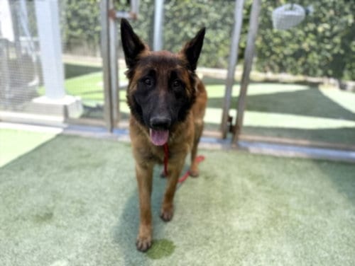 Photo of Michelob, adoptable Belgian Shepherd Malinois in Los Angeles, California