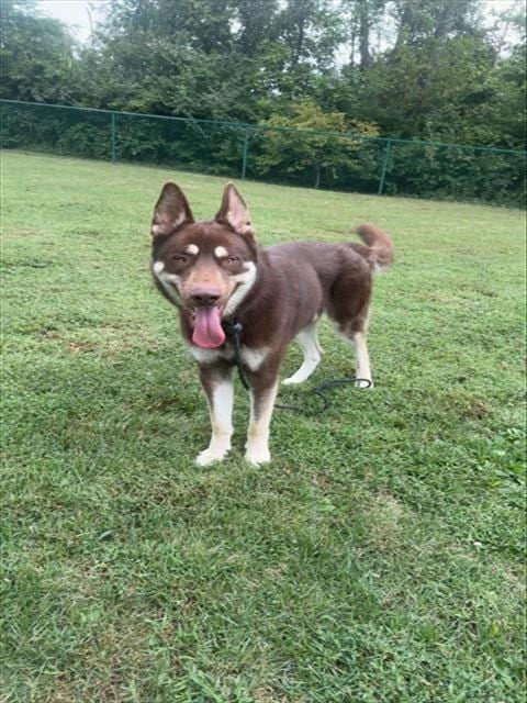 Photo of Tacoma, adoptable Siberian Husky in Belleville, Illinois