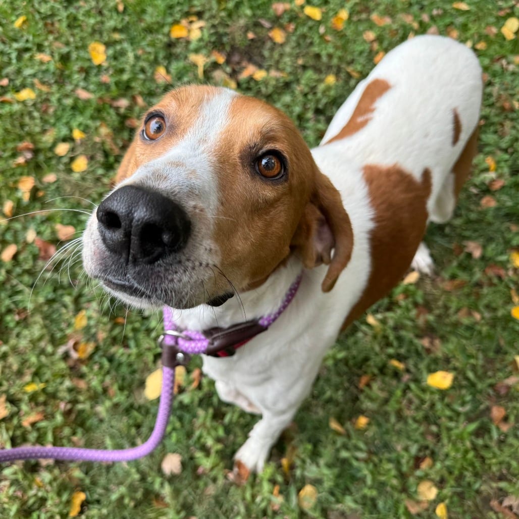 Photo of Dunkaroo, adoptable Mixed Breed (Large) in Fredericksburg, Virginia