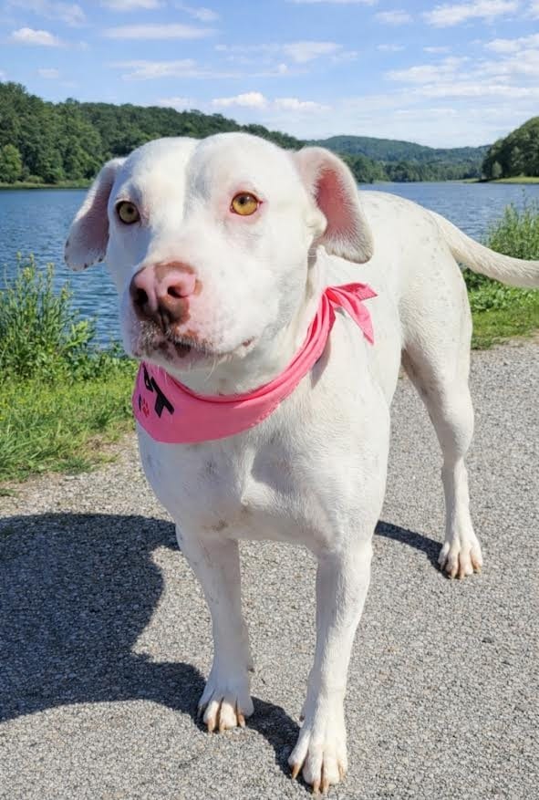 Photo of Little Bit, adoptable Staffordshire Bull Terrier in Crossville, Tennessee