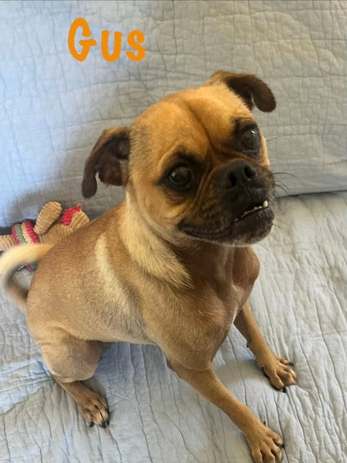 Photo of Gus, adoptable Pug in Pipe Creek, Texas