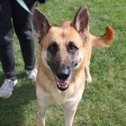 Photo of Diamond, adoptable German Shepherd Dog in Champaign, Illinois
