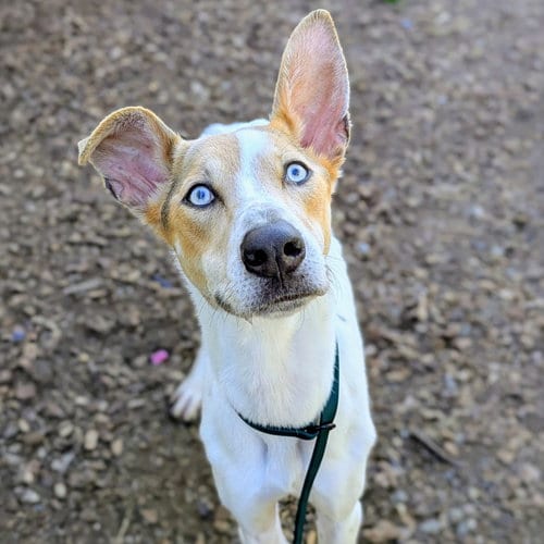 Photo of Orchid, adoptable German Shepherd Dog in Oakland, California