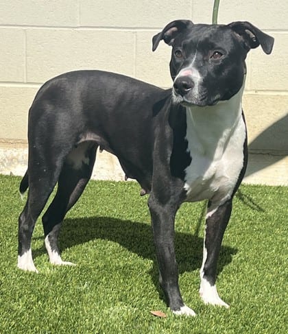 Photo of Destiny, adoptable Terrier, Pit Bull/Mix in Bakersfield, California