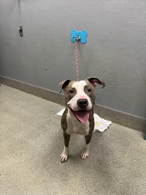 Photo of Roundabout, adoptable Pit Bull Terrier in Las Vegas, Nevada