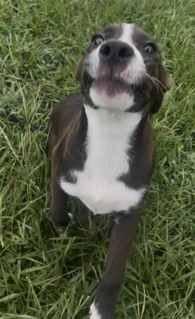 Photo of Mr. Pickles, adoptable Labrador Retriever in Rosenberg, Texas