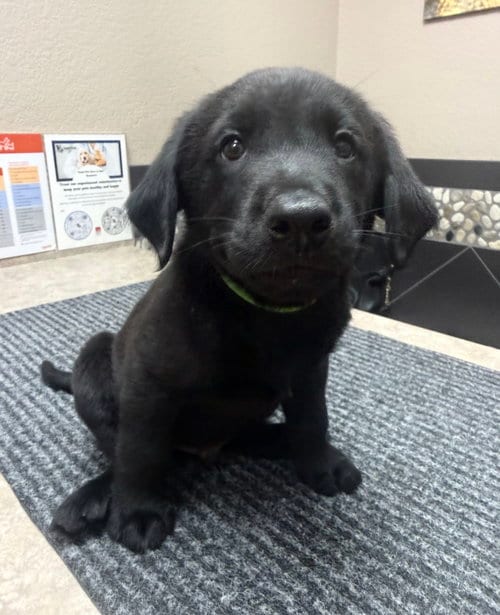 Photo of Puppy 3 - Lime Green, adoptable Golden Retriever in Denton, Texas